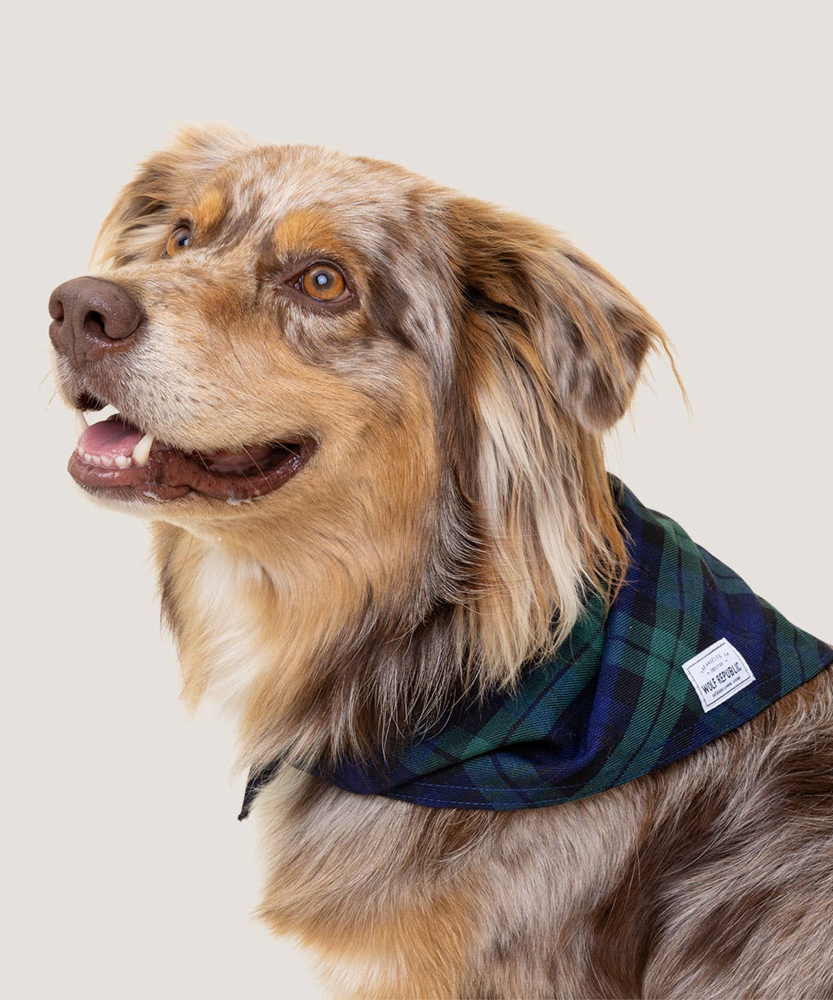 Bandana - Navy Plaid