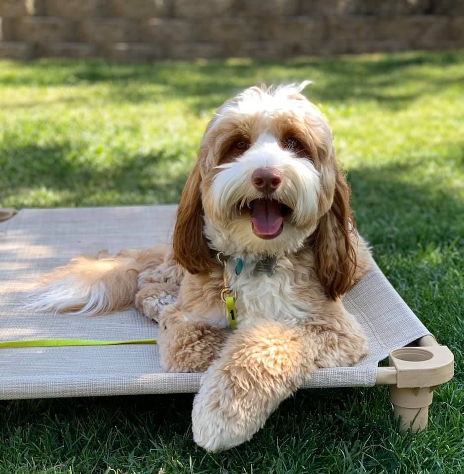 Build a Cot™ Customizable Place Bed